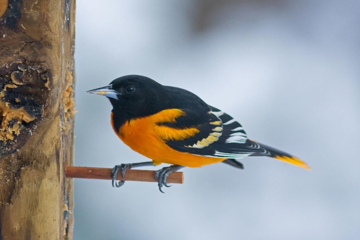 Native Animal Profile: Baltimore Oriole