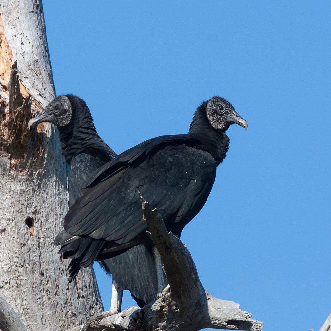 Vultures Are Attracted To Walnut Cover Towers Food Journalnow Com