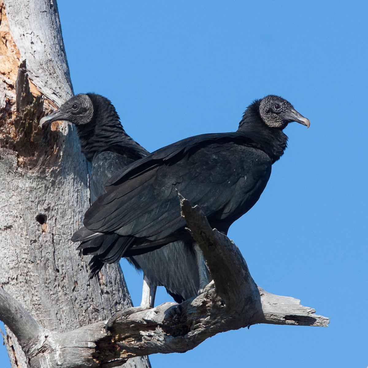 Vultures Are Attracted To Walnut Cover Towers Food Journalnow Com