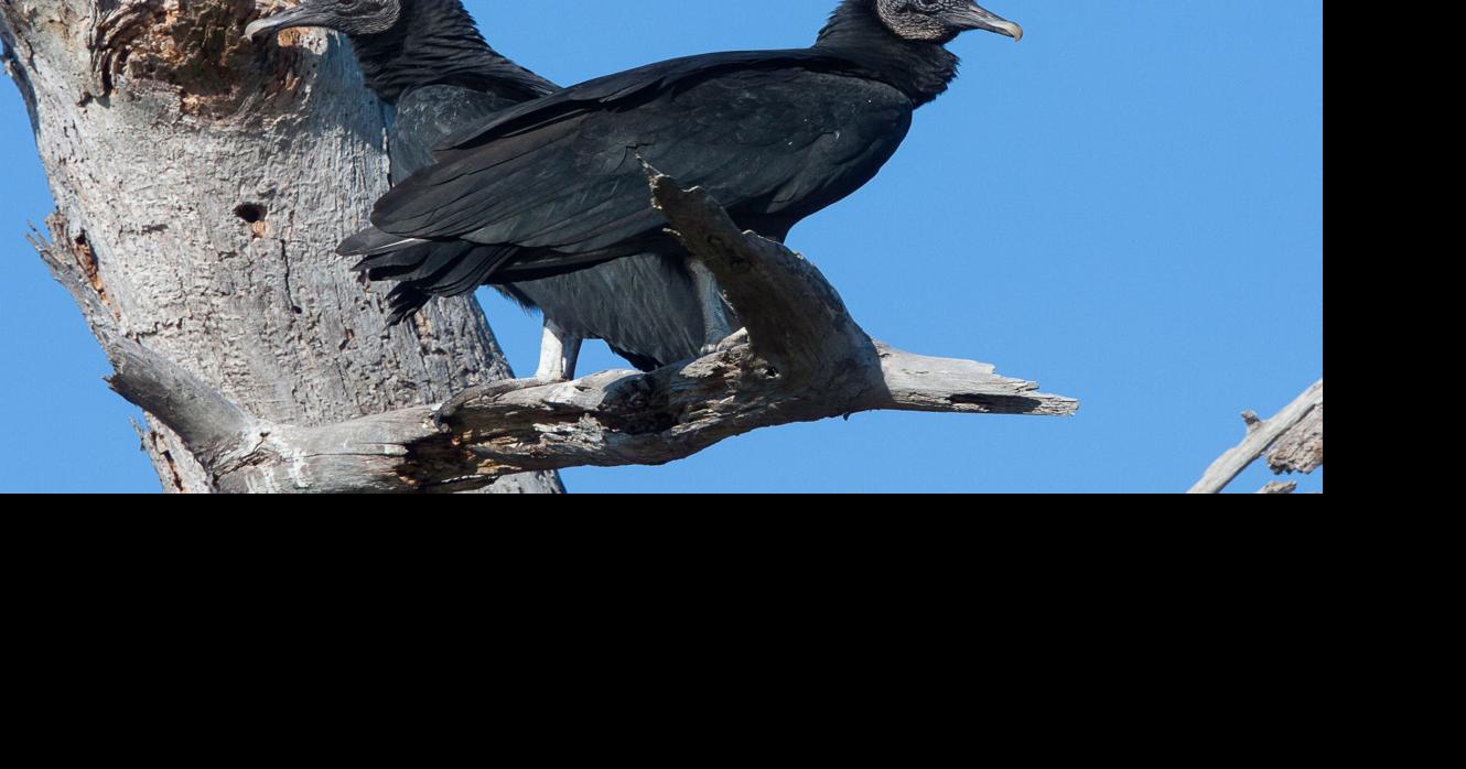 Vultures are attracted to Walnut Cover towers
