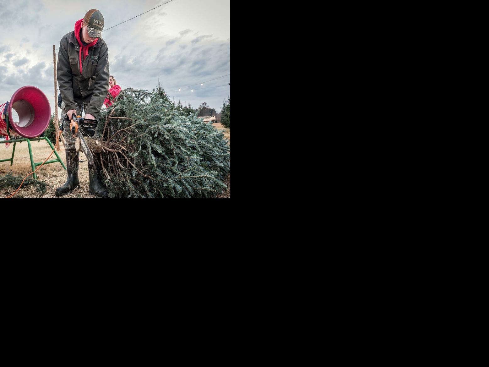 Christmas trees at root of growing a family business Local News