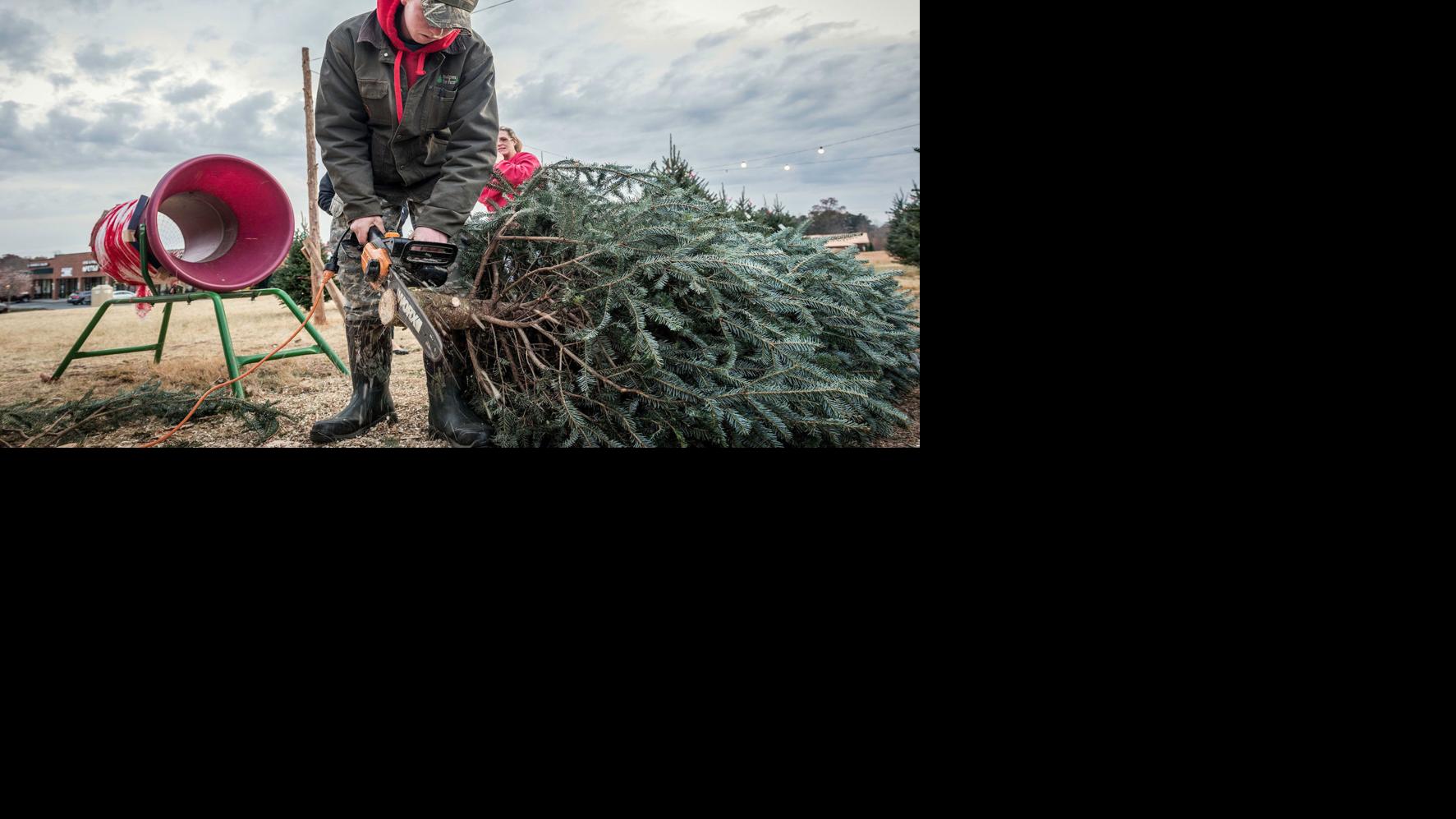 Christmas trees at root of growing a family business Local News