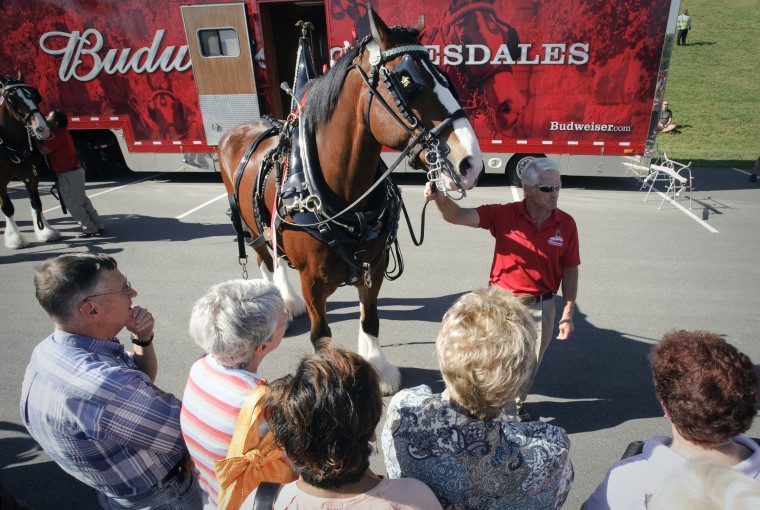 The Budweiser Clydesdales parade the Busch Stadium track in center