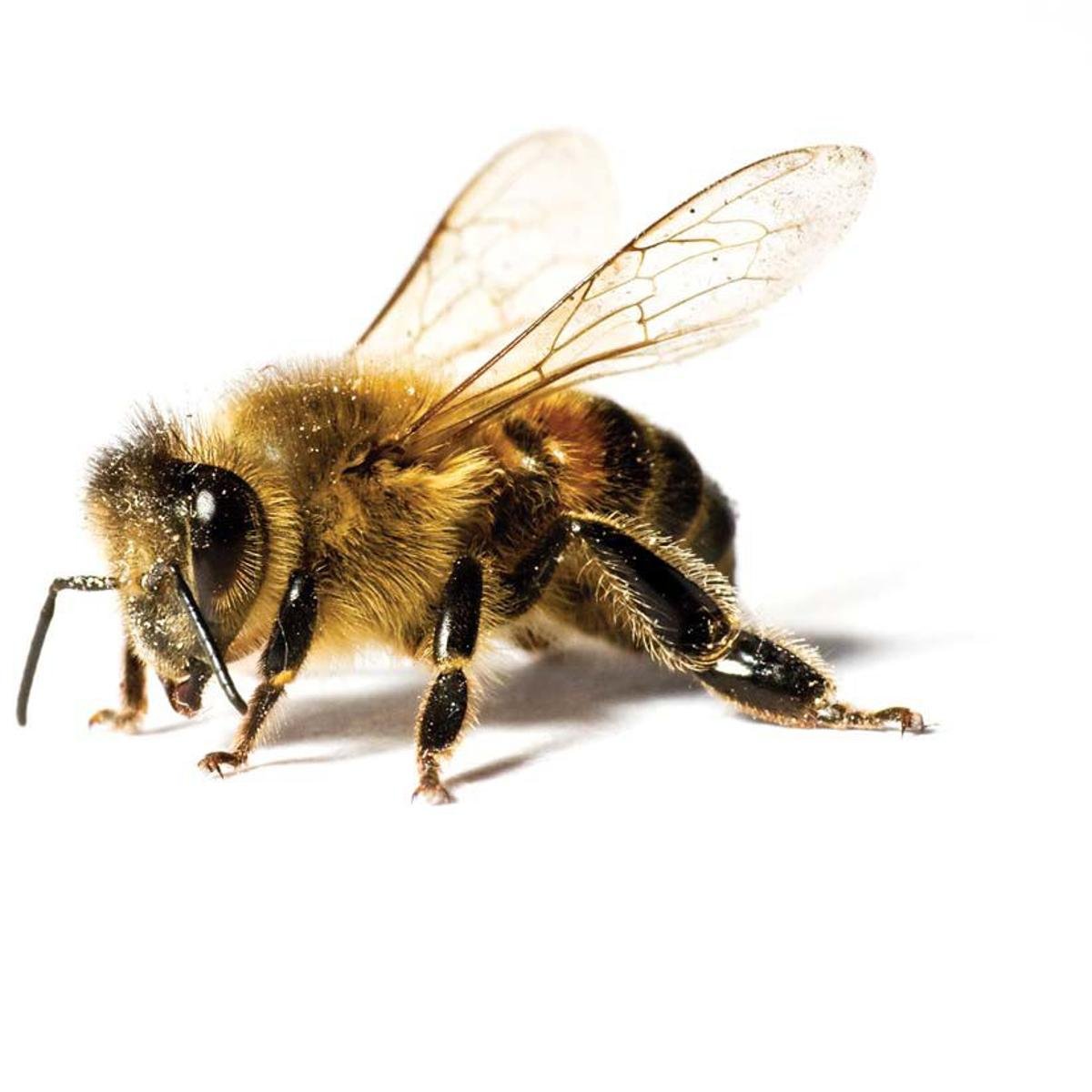 Not-so-killer bees | Taking Note | journalnow.com