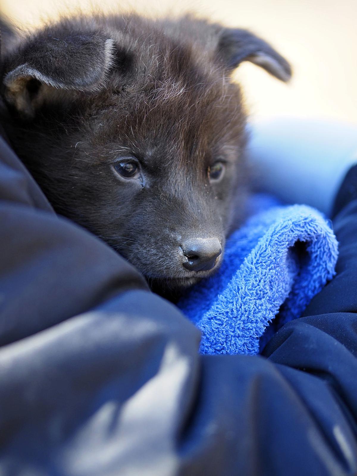 Maned wolf pups born at Greensboro Science Center Local News