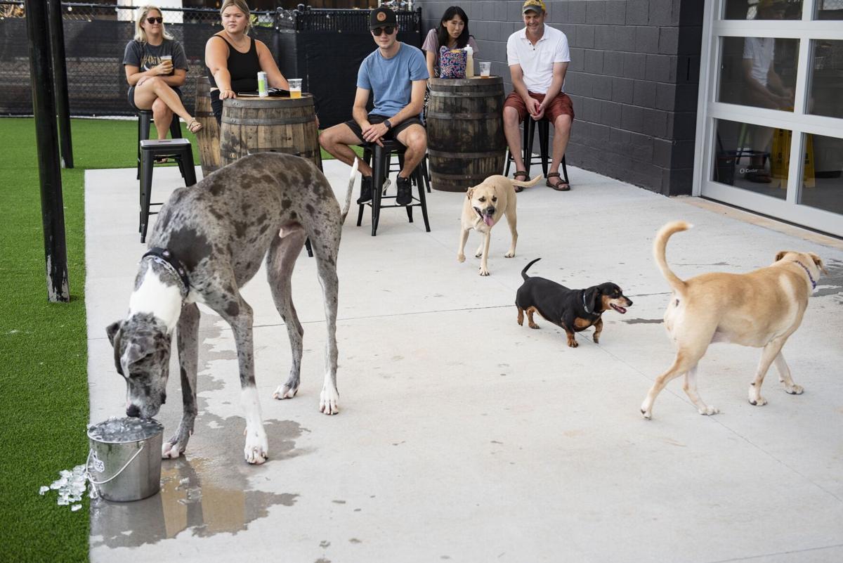 The Big Slurp to raise money for animalwelfare nonprofits