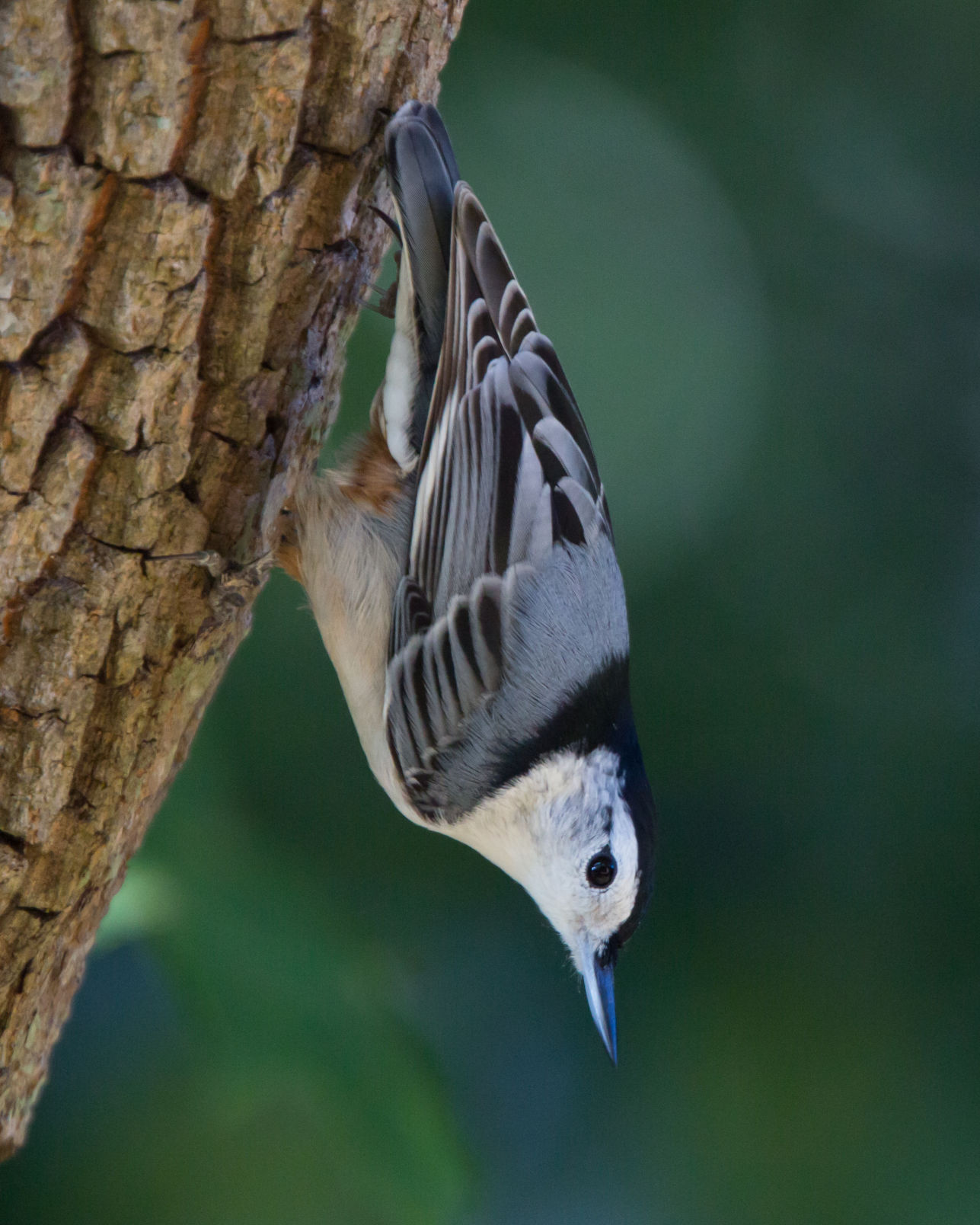the white door bird food main ingredient the white door bird food main ingredient
