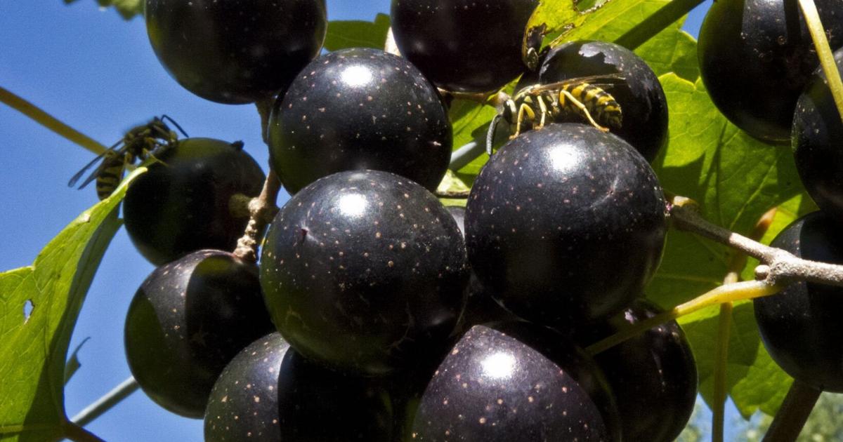 Muscadine grape juice education bill clears first NC House step