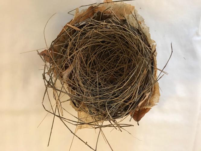 Cardinal's nest