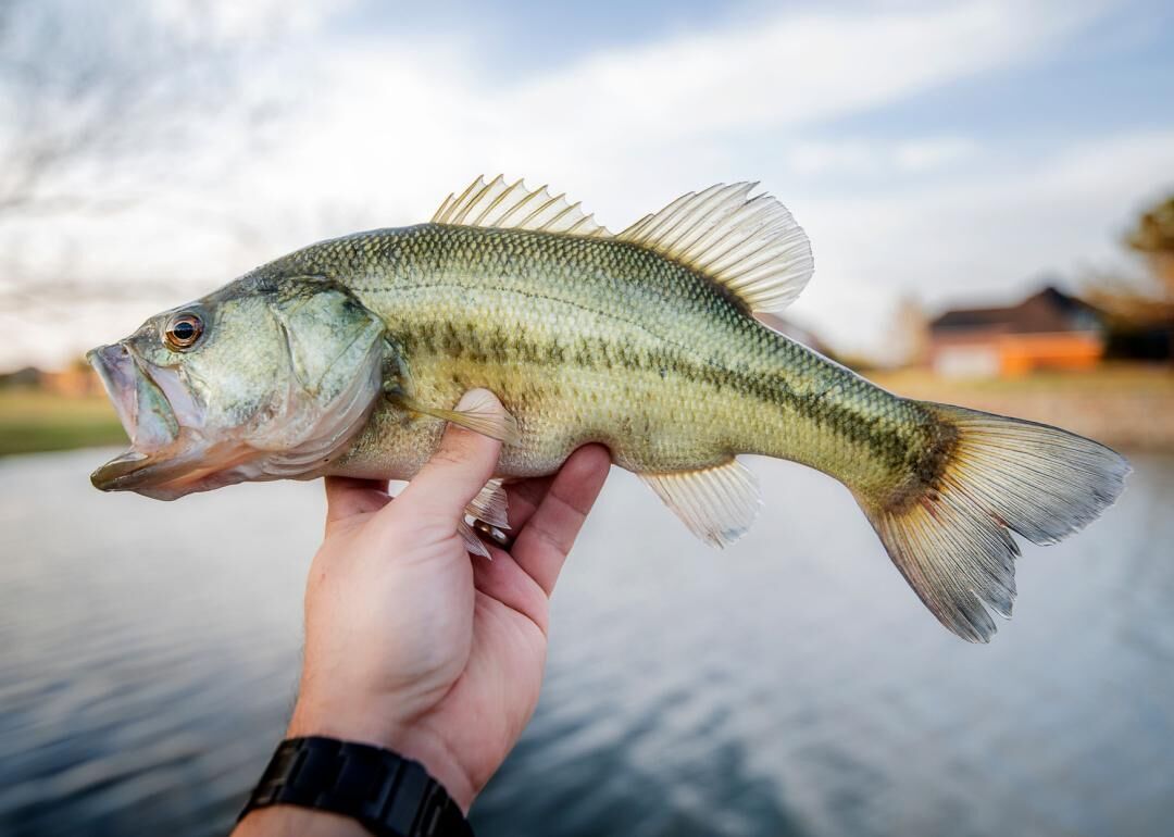 Crappie/Striper Fishing with Steve McVay