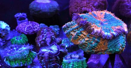 Florida in hot water as ocean temperatures rise along with the humidity Florida in hot water as ocean temperatures rise along with the humidity