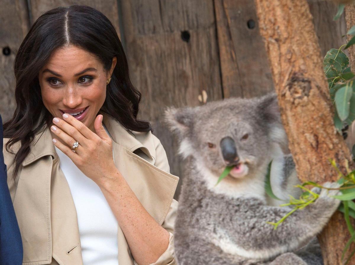 Birth of Australian zoo's 100th koala joey sparks hope for