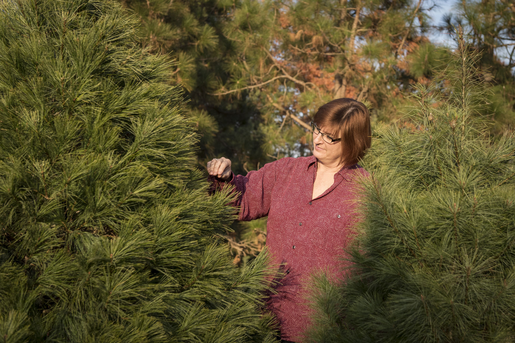 family trees selling christmas trees more of a passion than a what state produces the most christmas trees