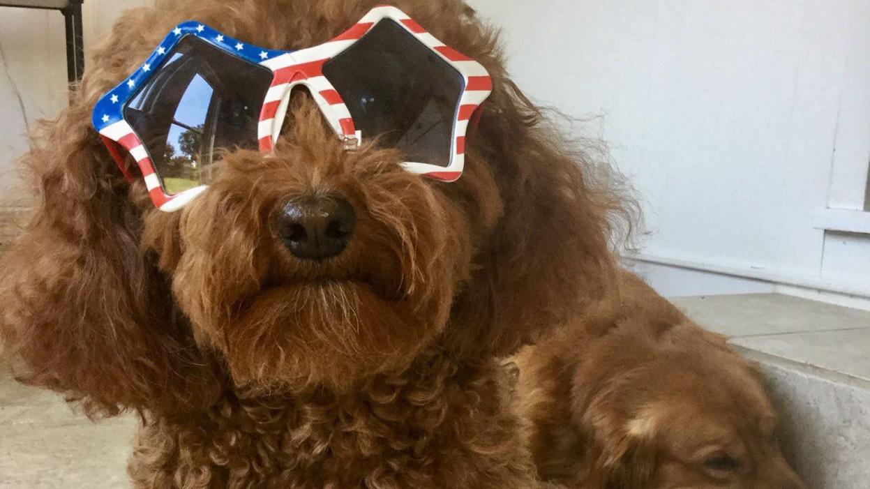 Ask SAM: Where to see fireworks on July 4 — and how to keep the pets safe - Vimarsana News