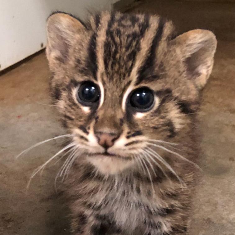 Watch Now 2 Month Old Fishing Cats Now Have Names The Greensboro