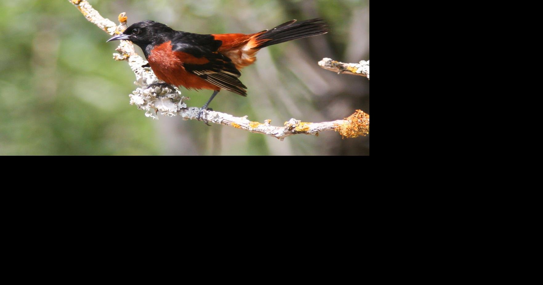 The best selling] Baltimore Orioles Tropical Sea And Parrots