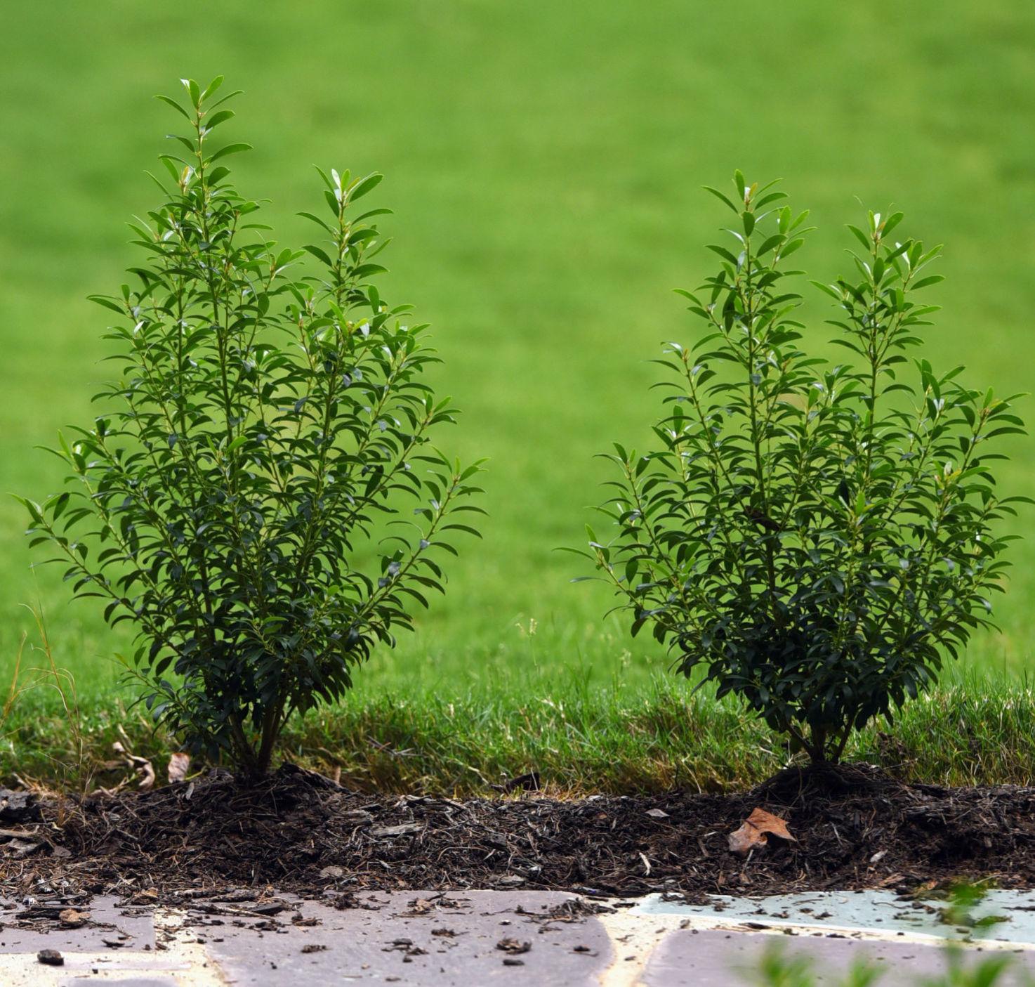 Treatment, replacement are options for dealing with boxwood blight