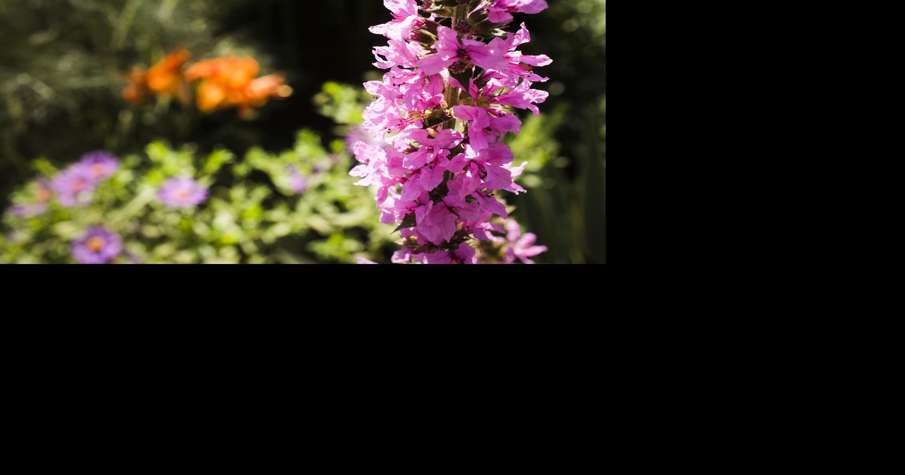 Underplanting with other perennials or annuals helps roses get through ...