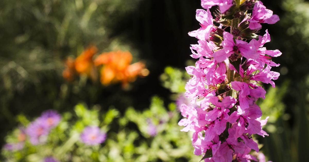 Underplanting with other perennials or annuals helps roses get through ...