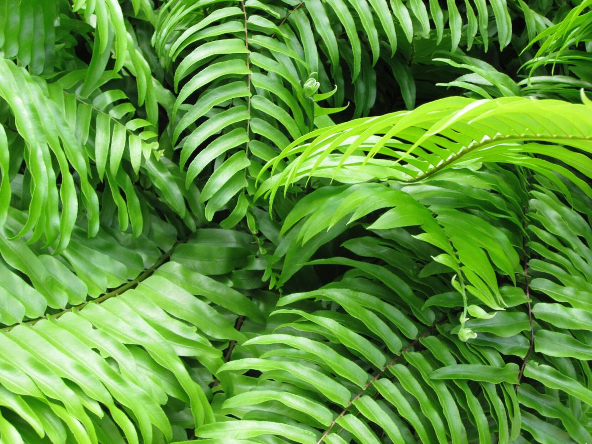 Ferns