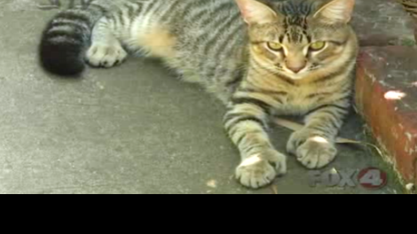 Hemingway S Six Toed Cats Survive Irma Still Have Nine Lives