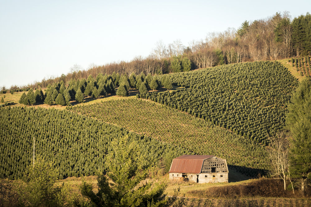 A Cut Above Winston Salem Monthly Journalnow Com