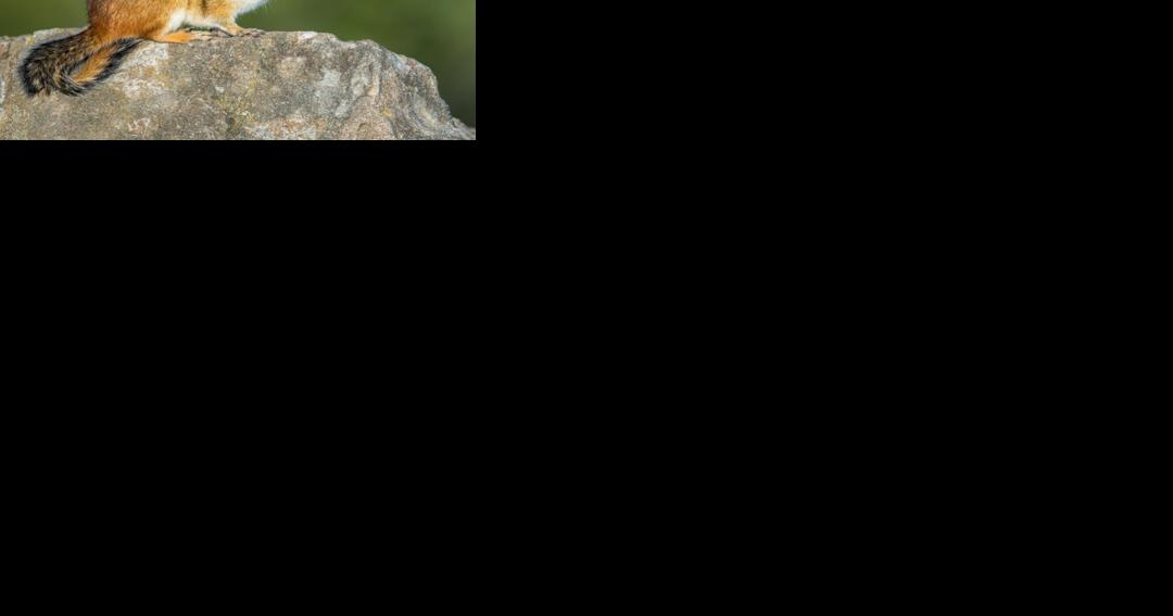 Ask SAM: How can I get rid of squirrels and chipmunks? They're making a mess in my yard. - Vimarsana News
