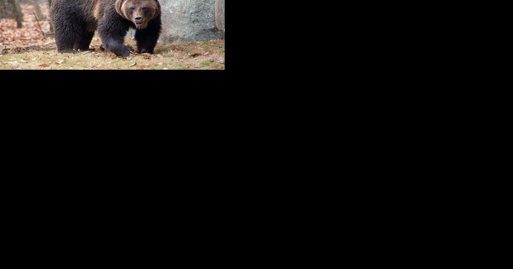 Ask SAM: How does a grizzly bear get from Arizona to North Carolina? - Vimarsana News