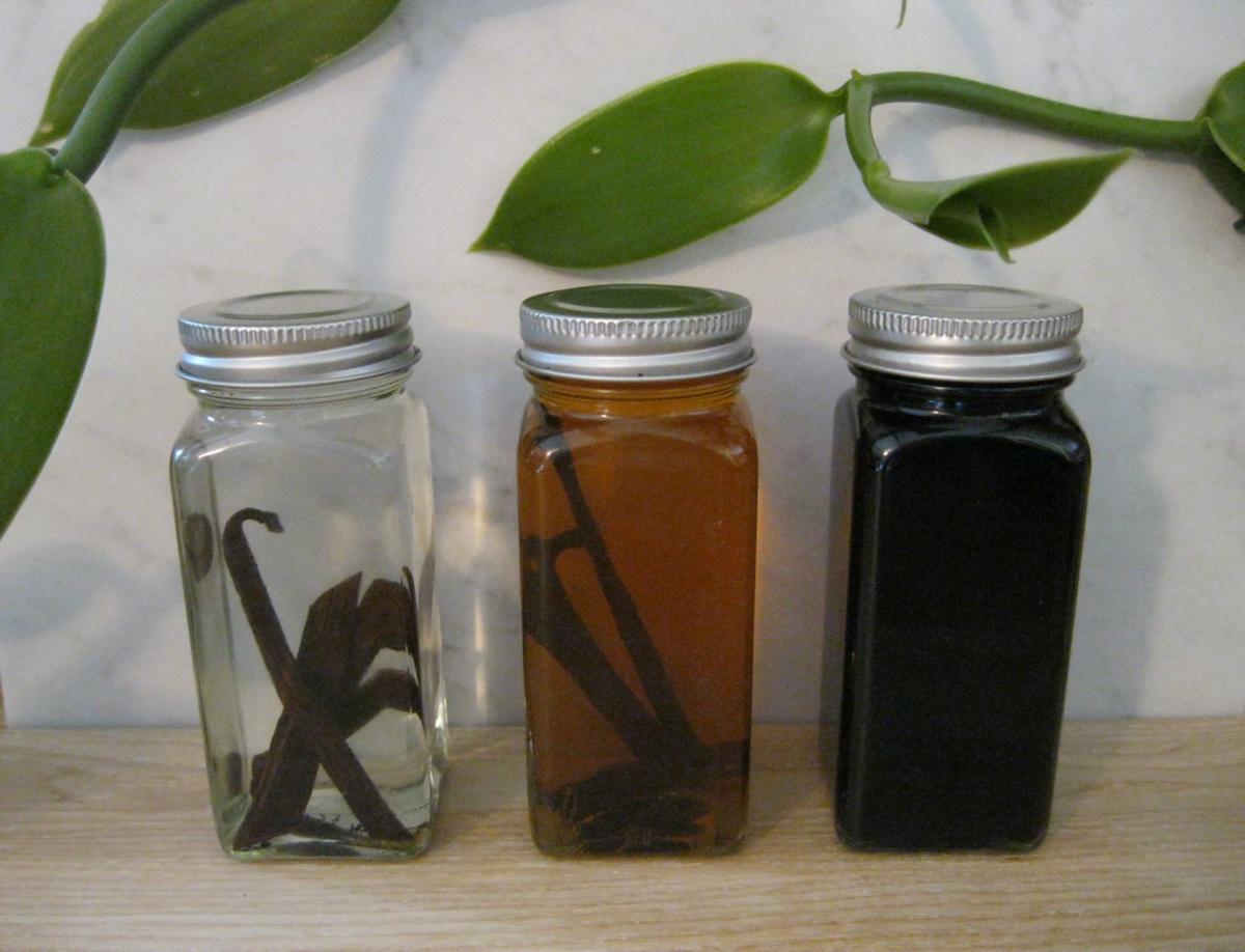 Orchids Vanilla Beans Come From An Unusual Genus Of Orchid Food Journalnow Com