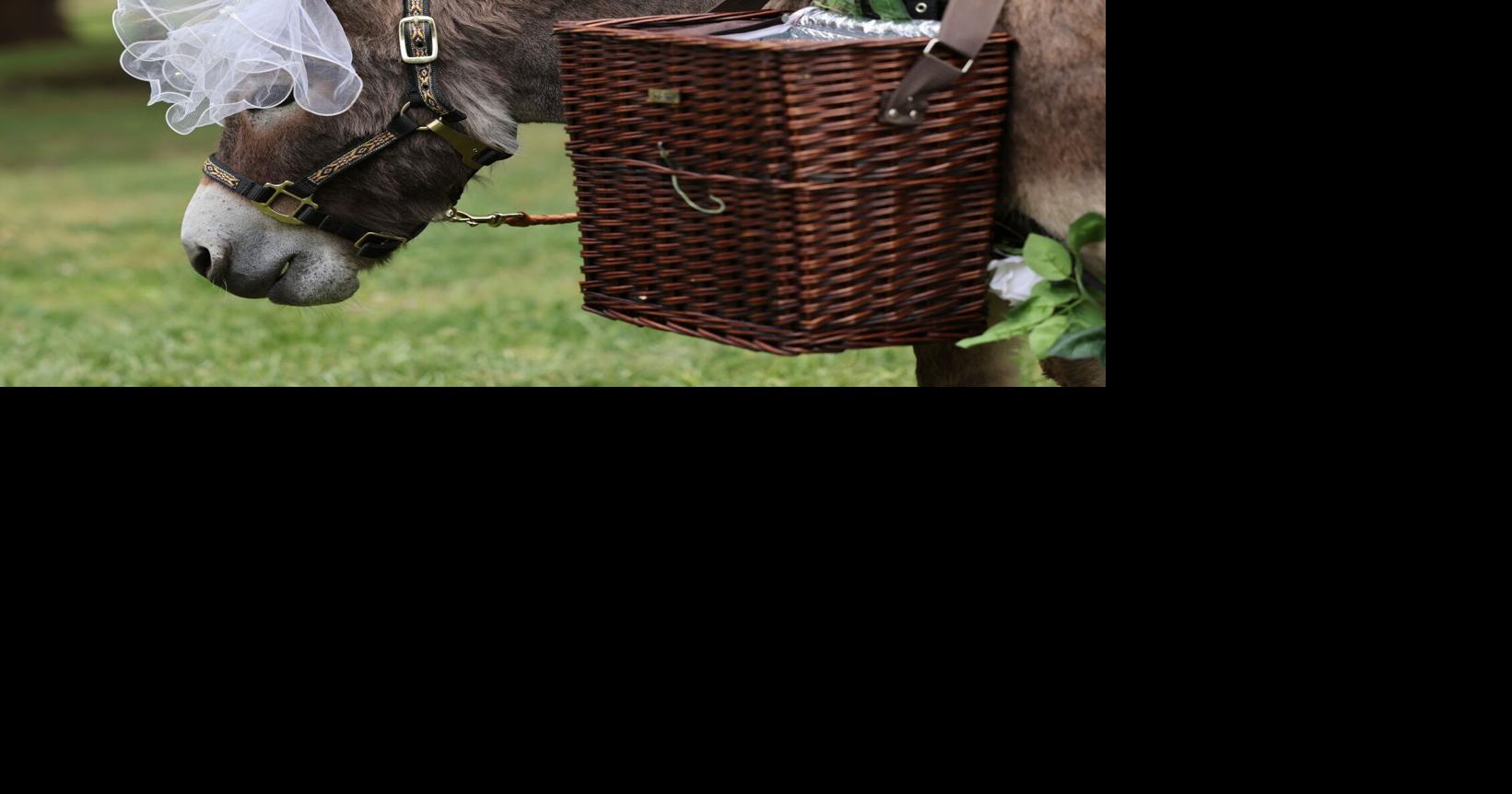 Triad woman creates business with miniature donkeys, see the photos