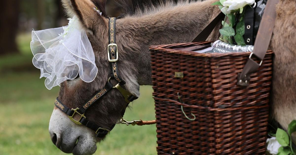 Triad woman creates business with miniature donkeys, see the photos