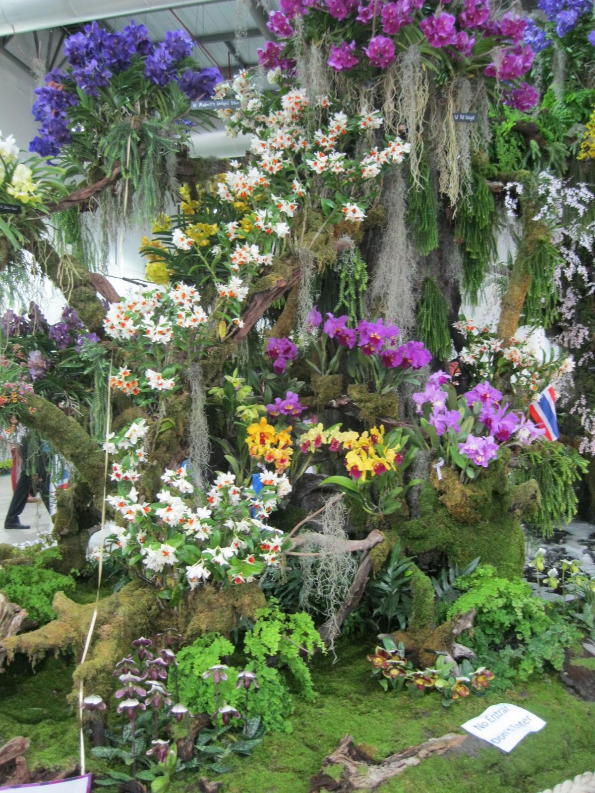 Orchids Plant Enthusiasts Gather For World Orchid Conference Food Journalnow Com