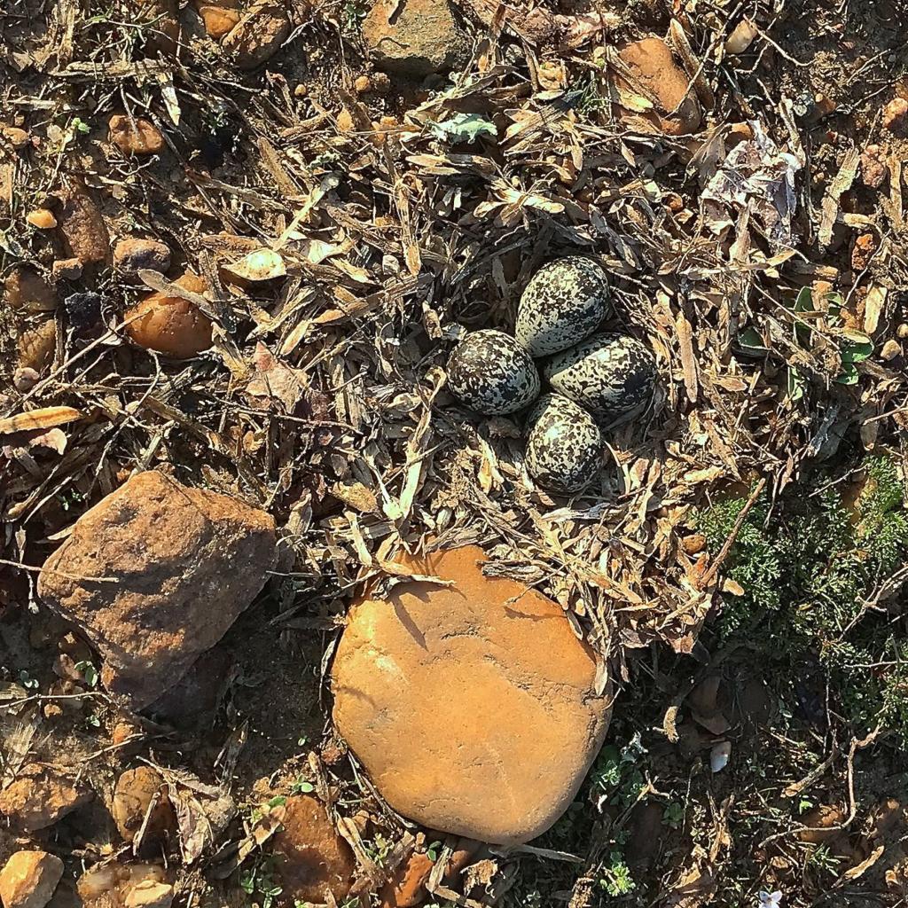 Kildeer Chicks Resemble Dandelion Puffballs On Stilts Home