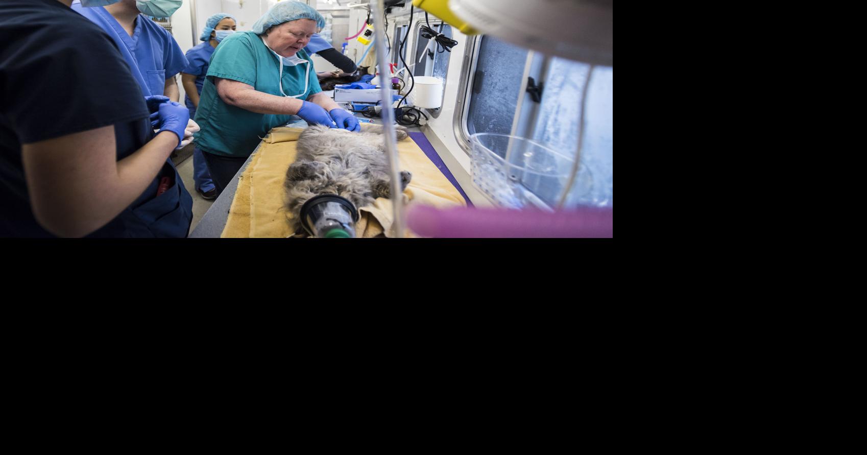 Photos Forsyth Feral Fix with NCSU College of Veterinarian Medicine