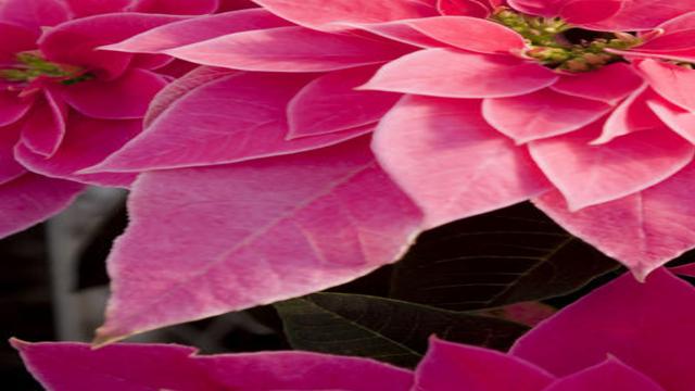 Poinsettia With More Than 100 Varieties Tops List Of Most
