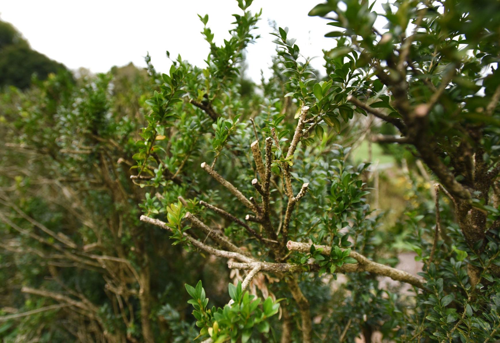 Treatment, replacement are options for dealing with boxwood blight