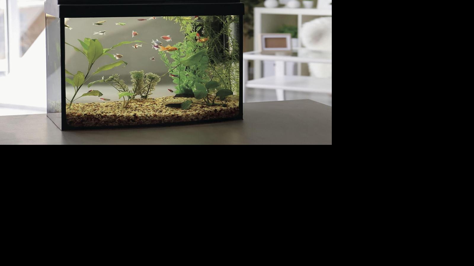 Go Fish Tips For Setting Up Aquarium In Your Home Pets Journalnow Com