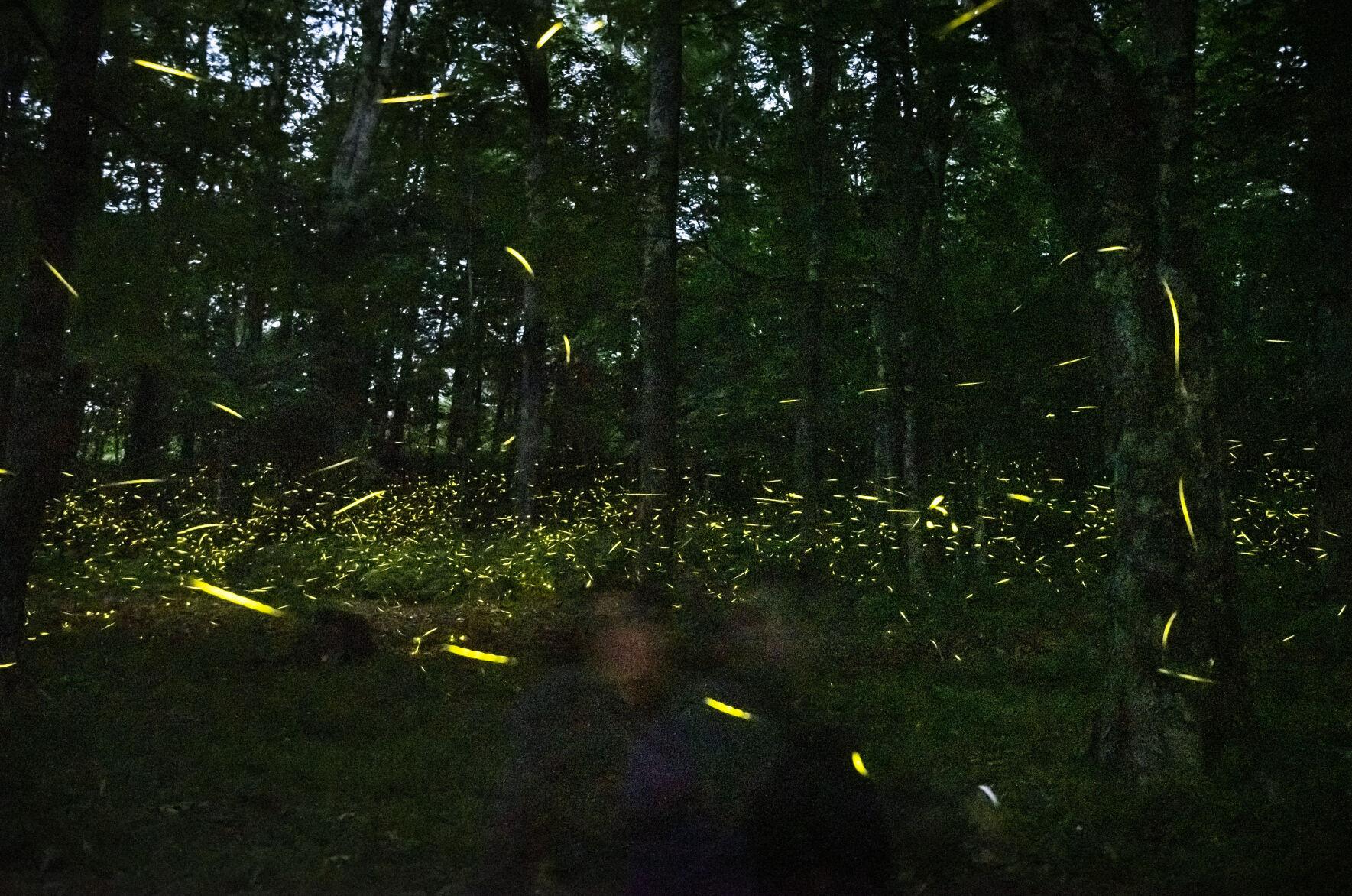 PHOTOS Synchronous fireflies at Grandfather Mountain