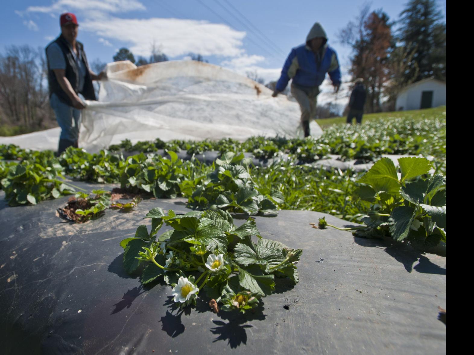 Winter Storm And Cold Temperatures Could Damage Crops And Produce