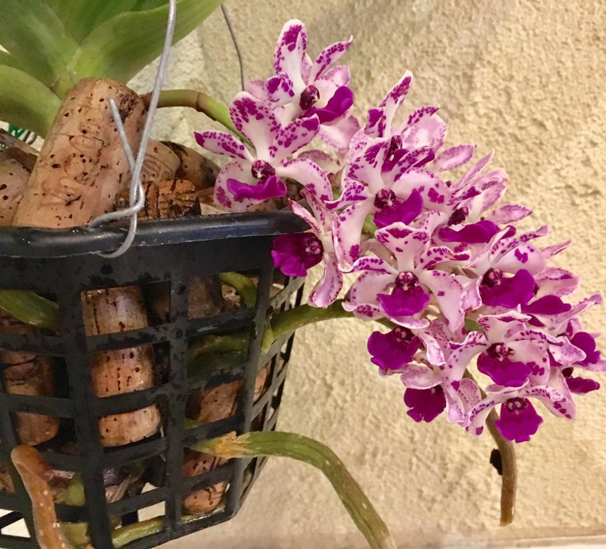 Orchids Cork makes a great potting media for some orchids