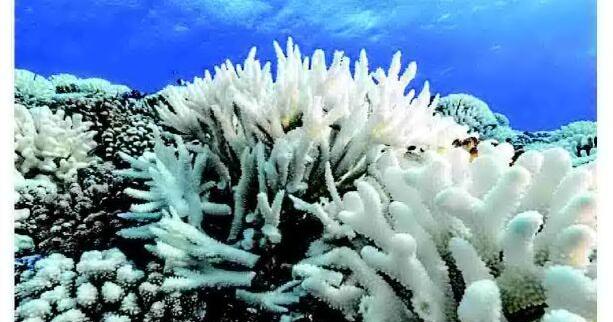 Coral bleaching occurring too frequently, scientists say