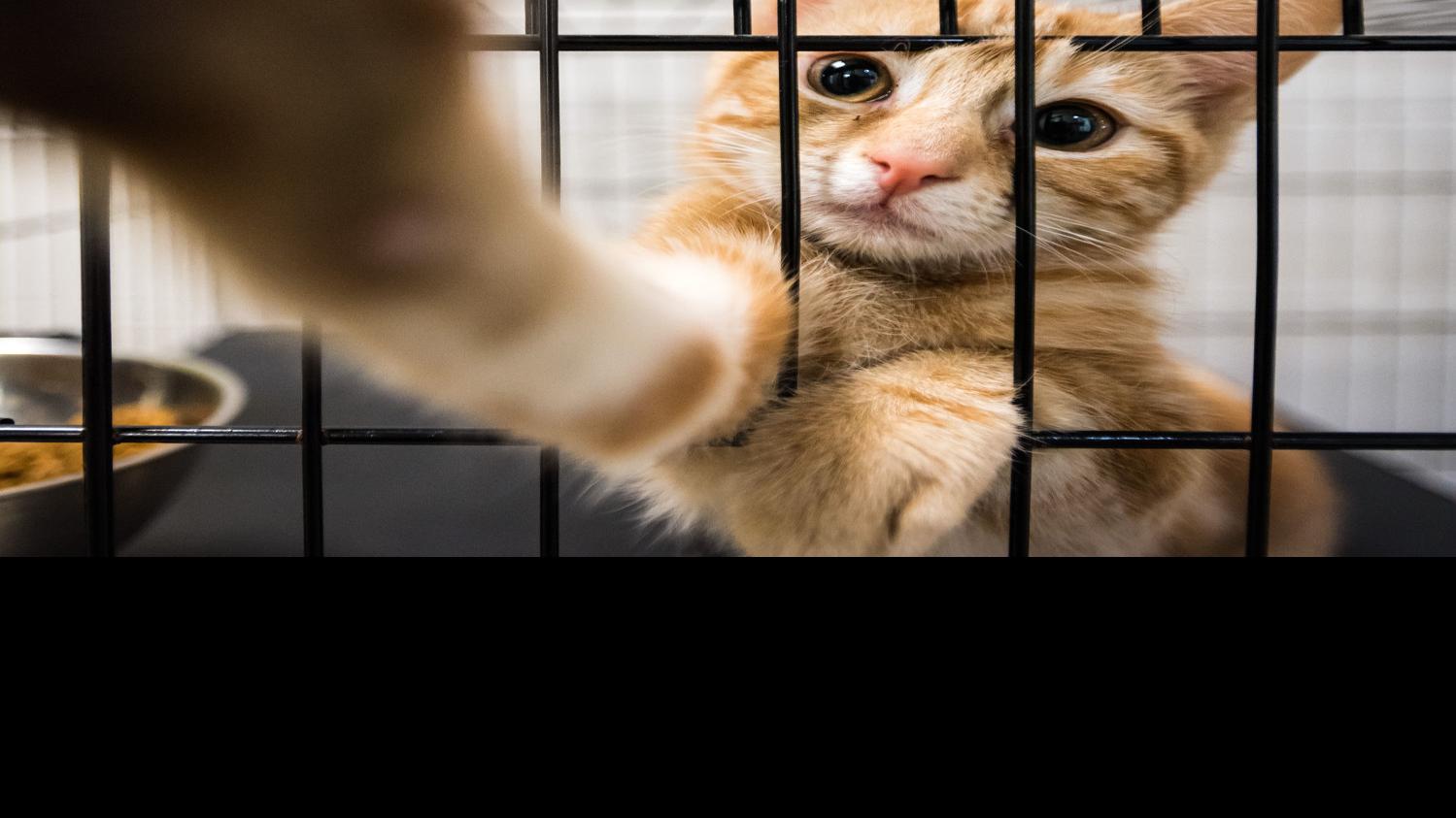 Davidson County Animal Shelter Full Animals May Be Euthanized Within Day Of Intake Local News Journalnow Com