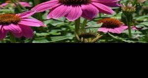 Native plant group to meet - Vimarsana News