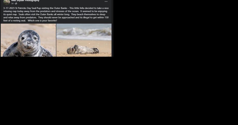 Seal pup stops for a rest in Nags Head. Here's what to do if you encounter one. - Vimarsana News