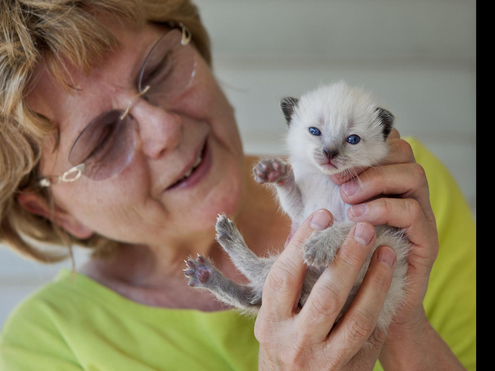 Four Orphaned Kittens Find New Mothers Local News Journalnow Com