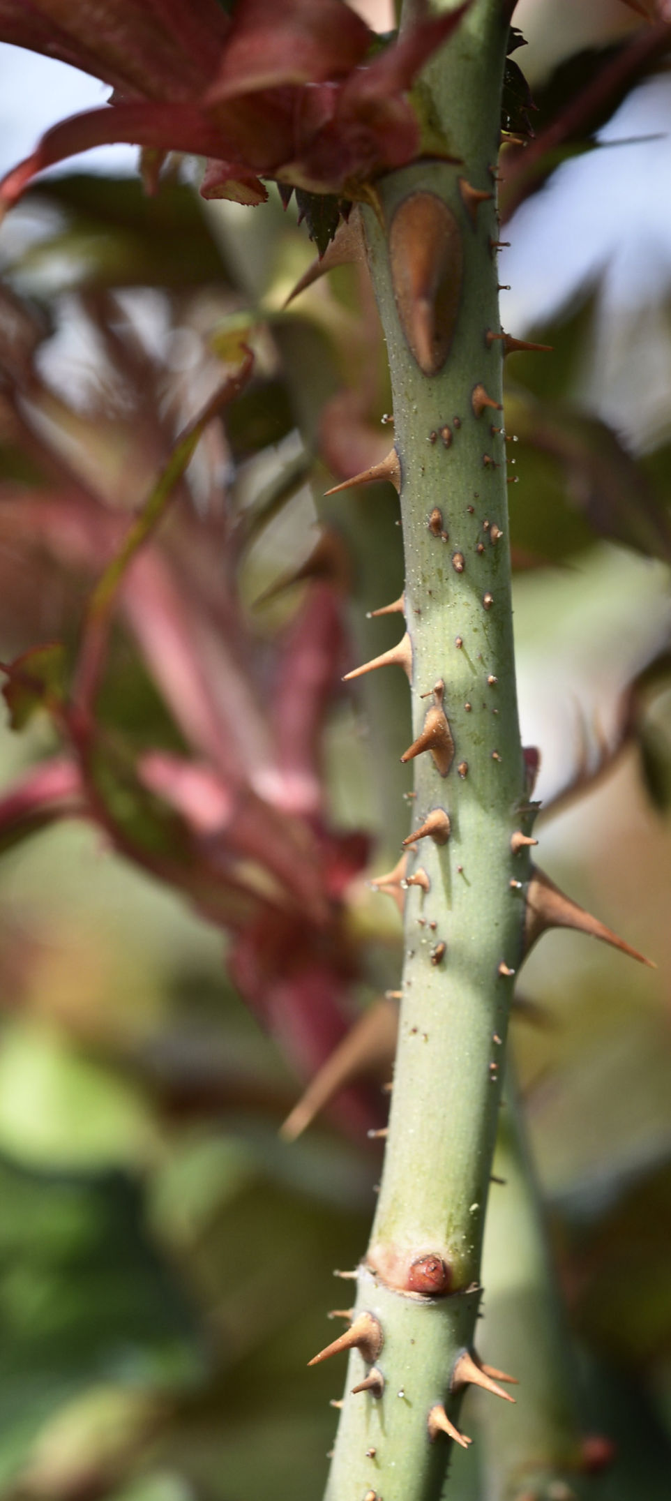 Knock Out and Drift roses at risk from disease