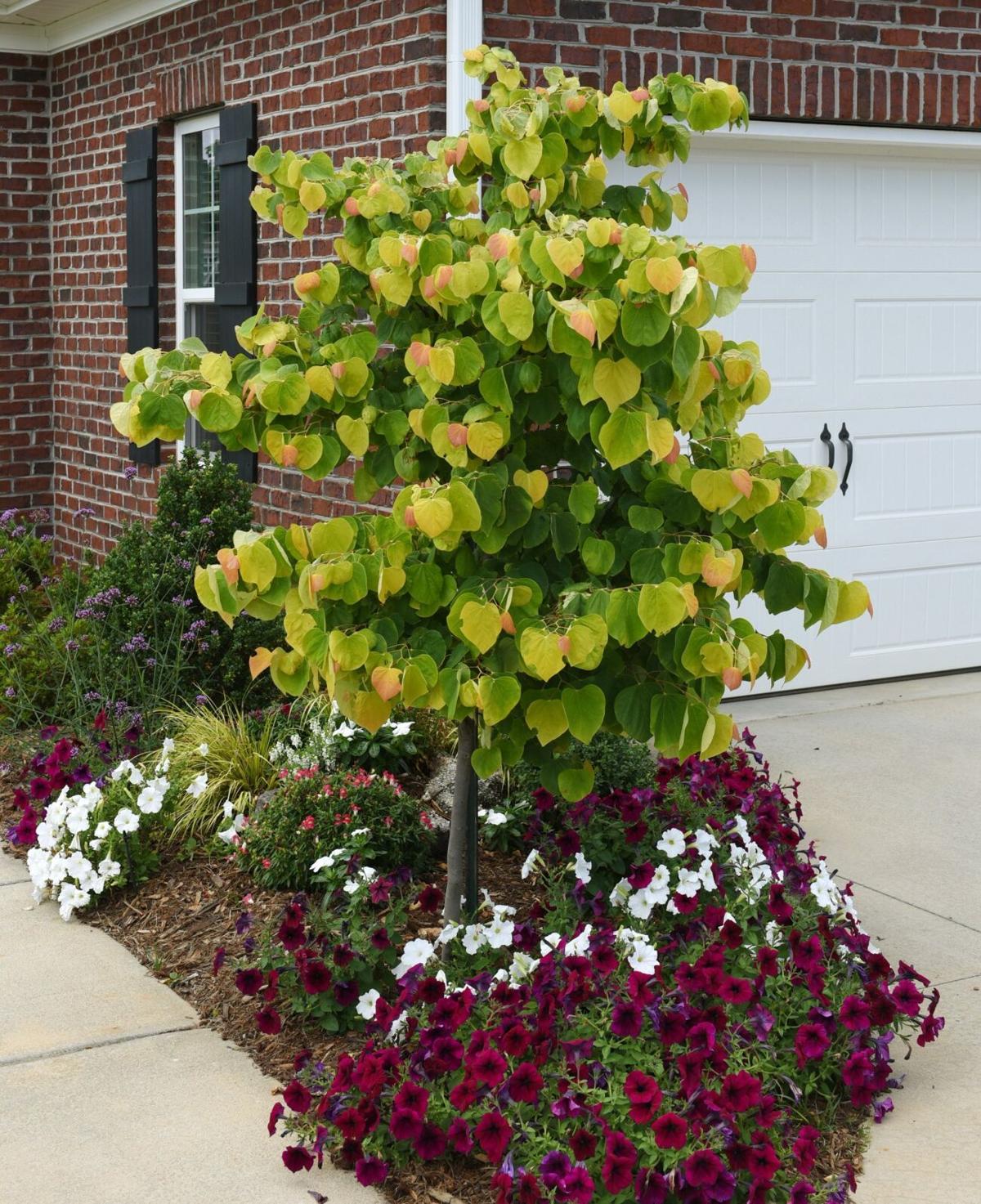 Eva and Gordon Bingham garden