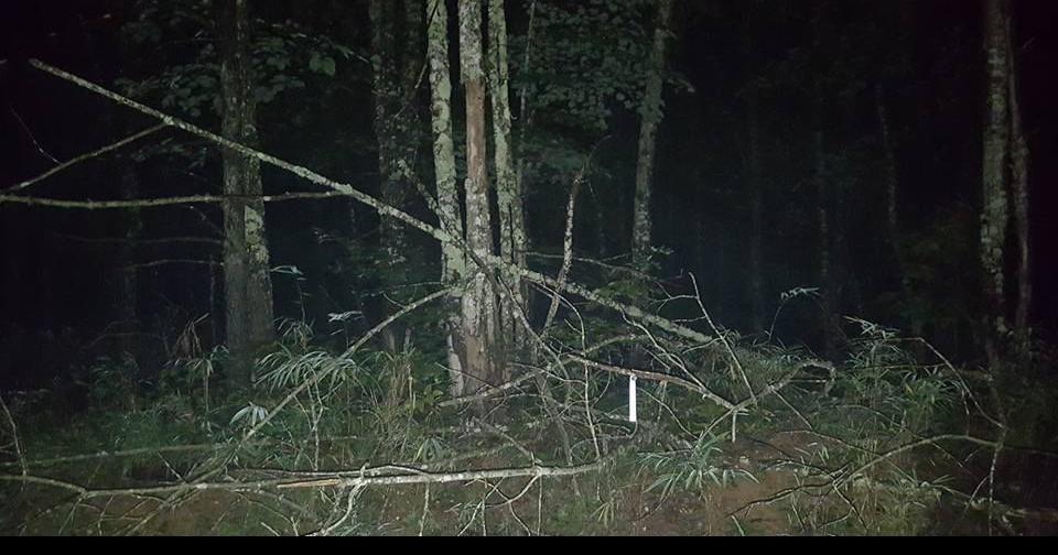 Carolina Bigfoot hunters claim sighting