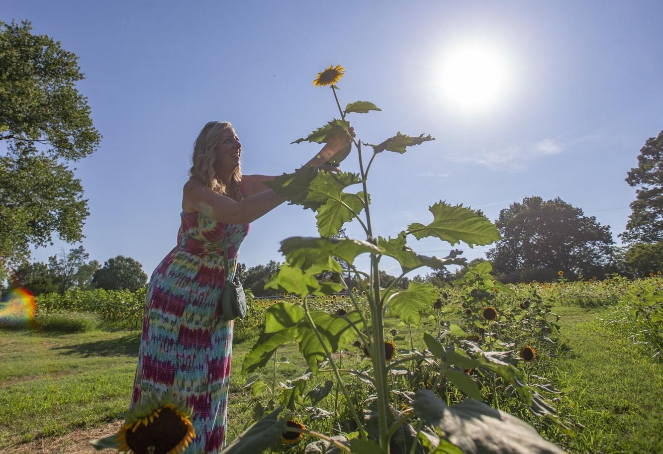 PHOTOS Sunflowers in full bloom at Kernersville's Dewberry Farms
