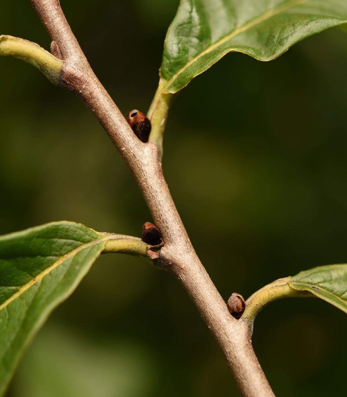 Couple tend inherited pawpaw orchard in Pfafftown Home